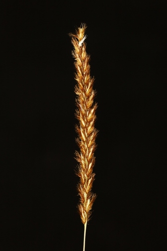 Mesosetum
