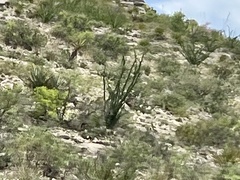 Fouquieria splendens