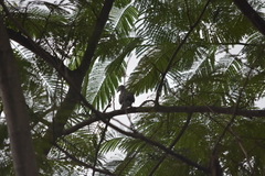 Streptopelia chinensis tigrina