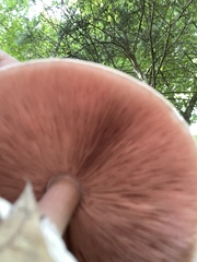 Agaricus placomyces