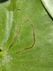 Hydromyza livens