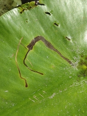 Hydromyza livens