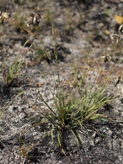 Paspalum pectinatum