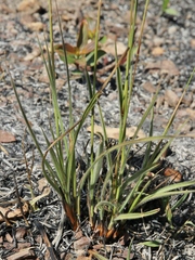 Paspalum pectinatum