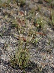 Paspalum pectinatum