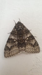Catocala fraxini