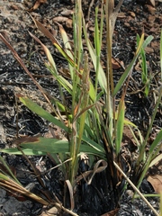 Paspalum pectinatum