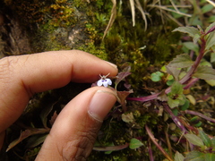 Lobelia heyneana