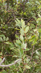 Salix bebbiana