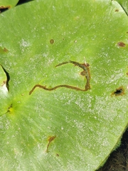 Hydromyza livens
