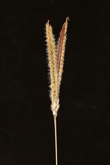 Paspalum pectinatum