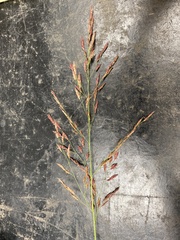Sorghum halepense