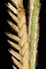 Paspalum pectinatum