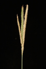 Paspalum pectinatum