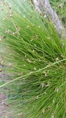 Isolepis cernua