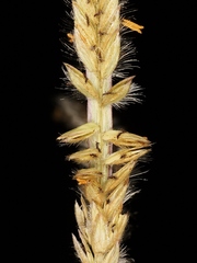 Paspalum pectinatum