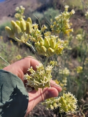 Asclepias subulata