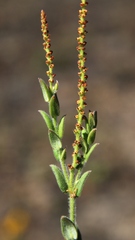 Microstachys ditassoides