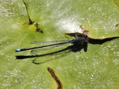 Erythromma viridulum