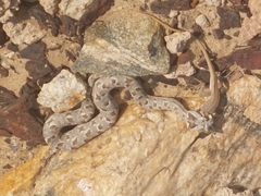 Bitis cornuta