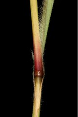 Paspalum pectinatum