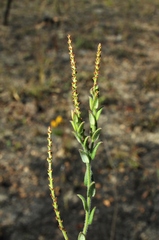 Microstachys ditassoides