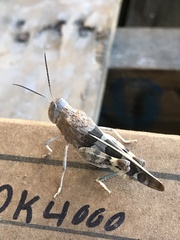 Leprus