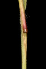 Paspalum pectinatum