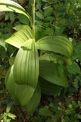 Veratrum