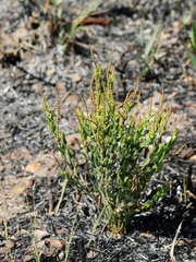 Microstachys ditassoides