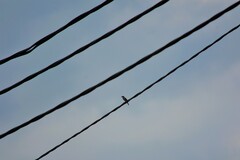 Passer domesticus indicus