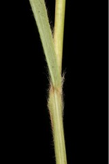 Paspalum pectinatum