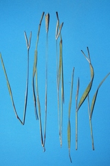 Paspalum pectinatum