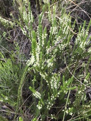 Struthiola striata