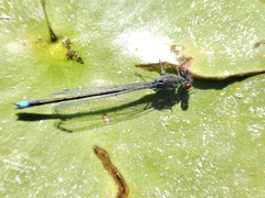 Erythromma viridulum