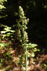 Veratrum