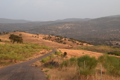 Quercus rotundifolia