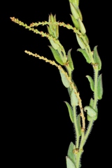 Microstachys ditassoides