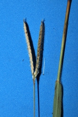 Paspalum pectinatum