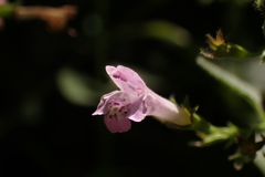 Clinopodium