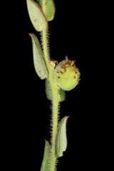 Microstachys ditassoides