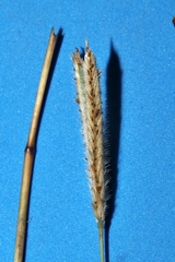 Paspalum pectinatum