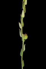 Microstachys ditassoides