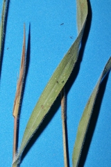 Paspalum pectinatum