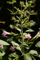 Clinopodium