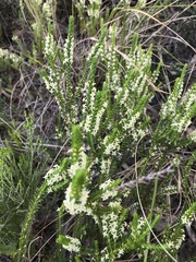 Struthiola striata
