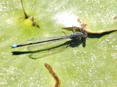 Erythromma viridulum