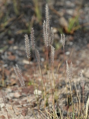 Axonopus brasiliensis