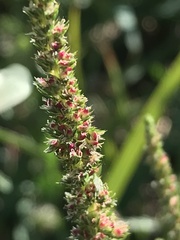 Amaranthus fimbriatus
