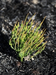 Microstachys ditassoides